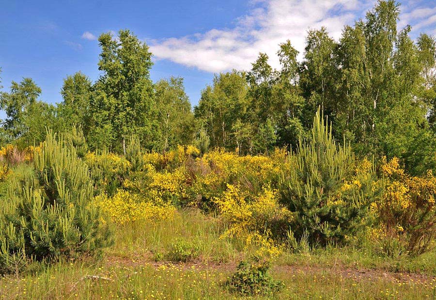 Frühsommer Gohrischheide