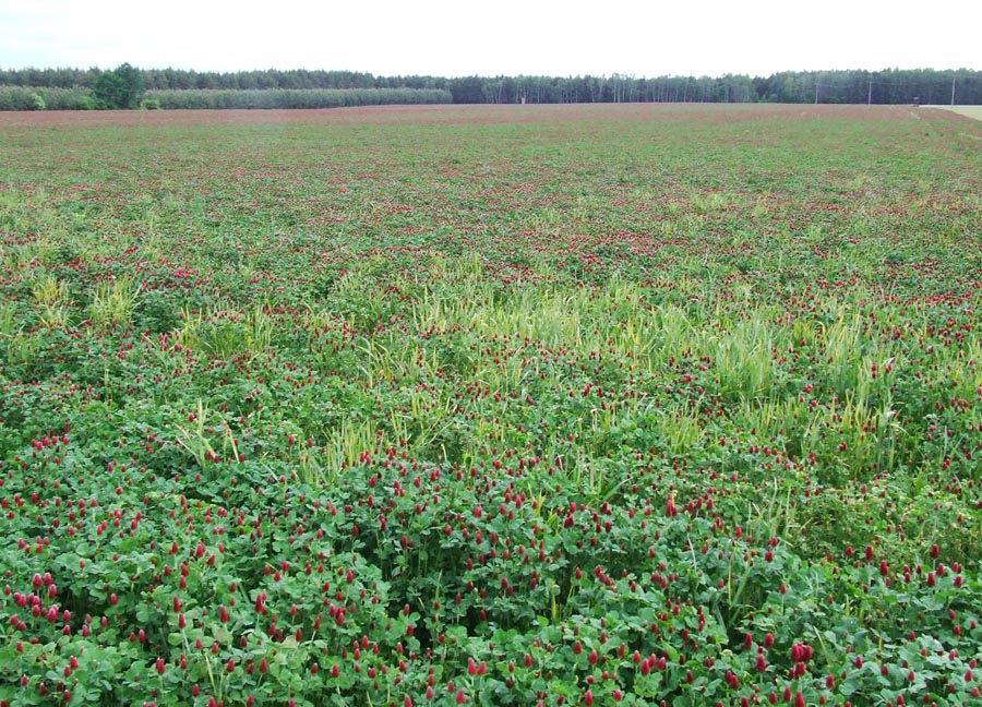 Inkarnat-Klee in herrlicher Blüte