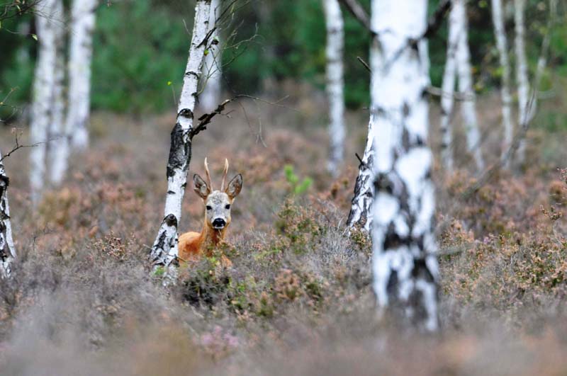 Rehwild - Foto: D. Synatzschke